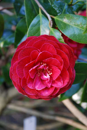 Rose bud in parkの写真素材
