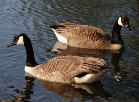 2 swans in lakeの写真素材