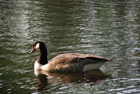 Swan in the lakeの写真素材