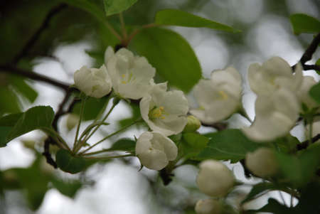 Flowers on treeの写真素材