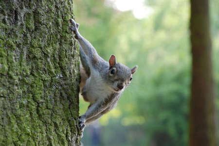 Squirrel in the park の写真素材