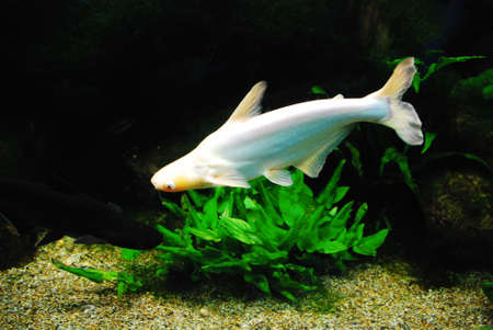 Fish in the aquariumの写真素材