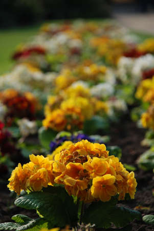 Close up of flowers in a gardenの写真素材