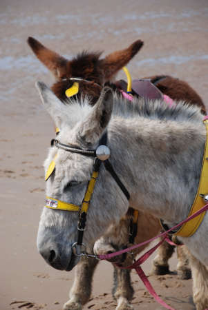 Pony on the beachの写真素材