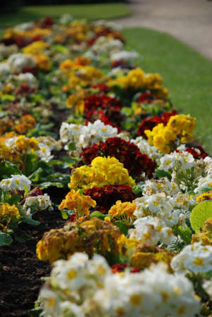 Flowers in a gardenの写真素材