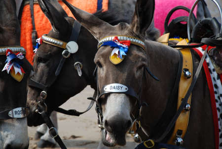 Horses on Blackpool beachの写真素材