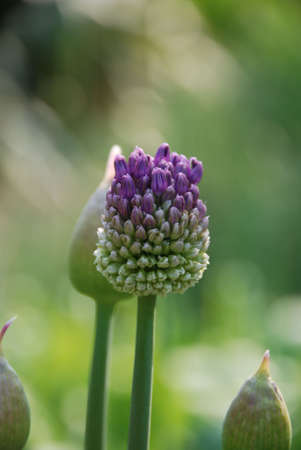 Flower in the parkの写真素材