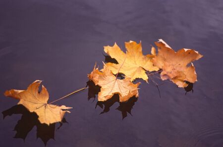 Reflection of autumn trees on  surface of waterの写真素材