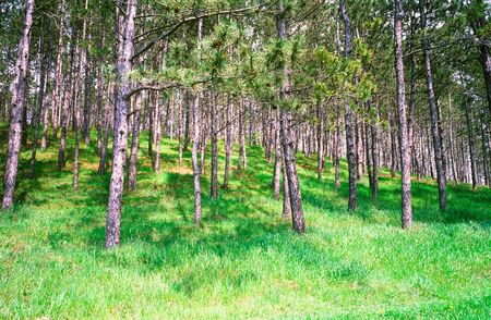 Green young pine wood and grassの写真素材
