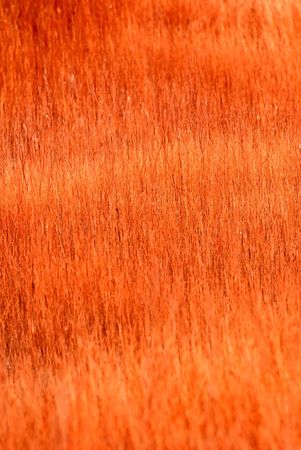 Dry grasses in  early spring on coast of an industrial reservoirの写真素材