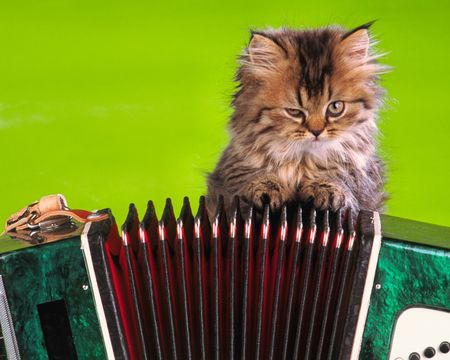 small kitten sits near  musical instrument on  green backgroundの写真素材