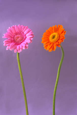 two beautiful flowers, orange and pink color, on  grey backgroundの写真素材