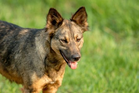 stray dog on  background of  green grass
