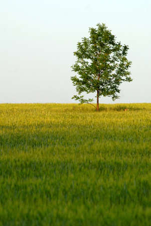 lonely tree in  wheaten fieldの写真素材