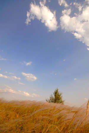 lonely tree, feather-grass and steppeの写真素材