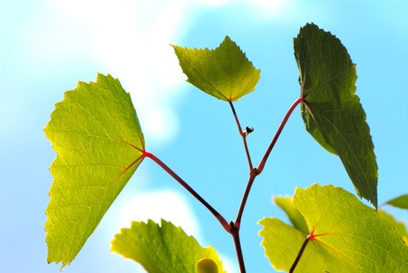 green moulding of  grapes on  background of  blue sky