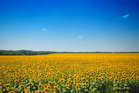 sunflower fieldの写真素材