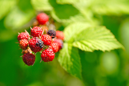fruits of  blackberry on  green background in  summer garden
