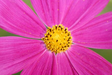 pink flower in  garden on  green backgroundの写真素材