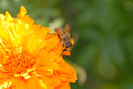 bee collecting pollen and nectar on