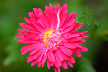 flowers in  gardenの写真素材