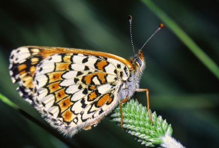 butterfly collecting nectar, close upの写真素材