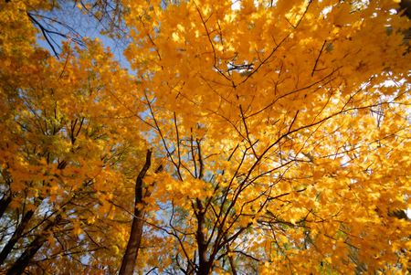 autumn motive, park, mellow autumn
