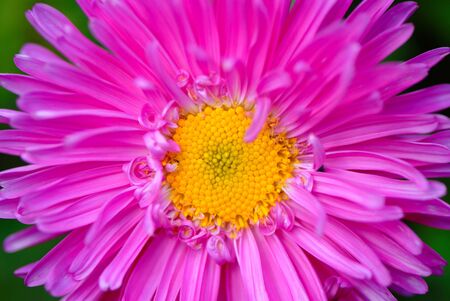 decorative flowers in  garden, autumn,  close upの写真素材