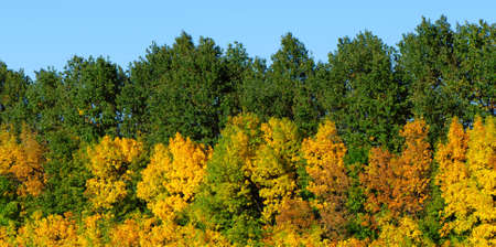 comes  foliage on trees green and yellow is time to autumnの写真素材