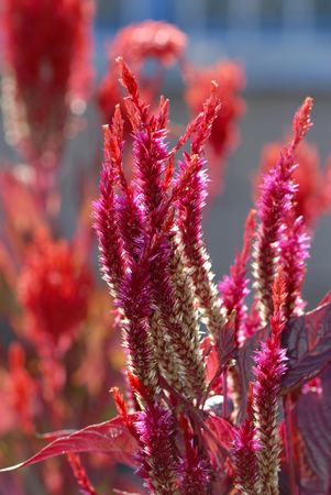 decorative flowers in  garden, autumn,  close up