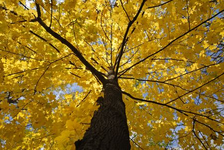 autumn motive, park, mellow autumnの写真素材