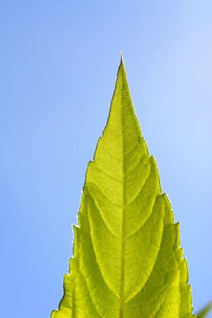 foliage of plants covered by  sunlight in autumn park,  close upの写真素材