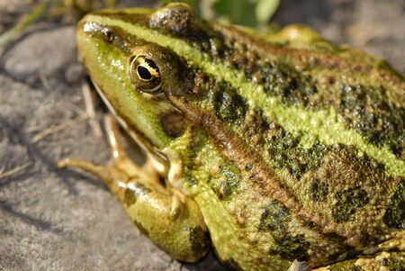 big old green frog on coast,  close upの写真素材