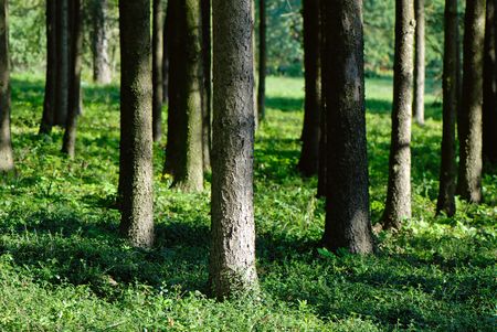 trunks of trees in wood covered by  sun