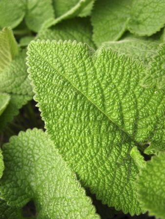 Green foliage of plants, early spring in park