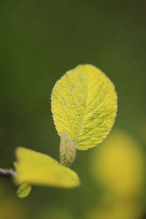 Dismissed foliage of plants on green background, springの写真素材