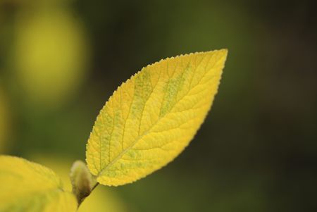Dismissed foliage of plants on green background, springの写真素材