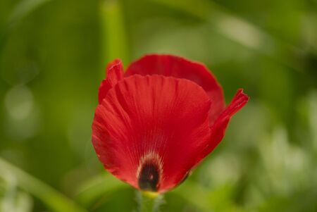 Red flower of  steppe poppy on  green backgroundの写真素材