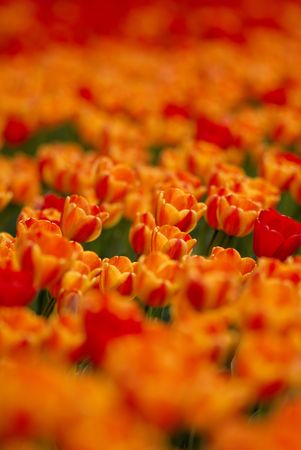 It is  lot of tulips of orange and red color on  flower bedの写真素材