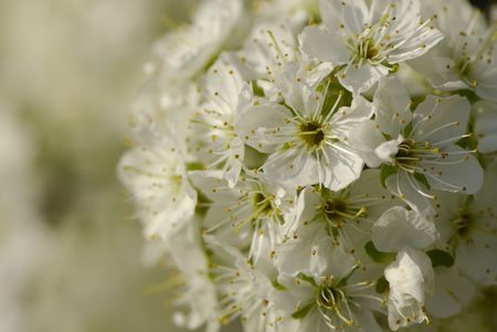Flowers plums on light in  gardenの写真素材