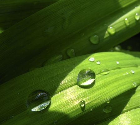 Drops of water covered by  sun on green leaves of  plant