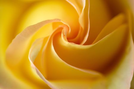 Dimissed petals and flower of yellow roseの写真素材