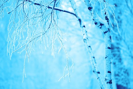 In winter day, trees covered with  snow in park,  landscapeの写真素材