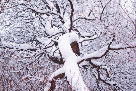 In winter day, trees covered with  snow in park,  landscape