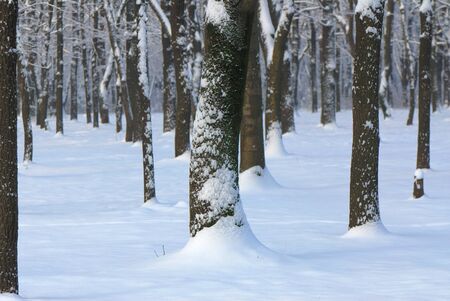 In winter day, trees covered with  snow in park,  landscapeの写真素材
