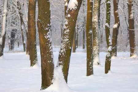 In winter day, trees covered with  snow in park,  landscapeの写真素材