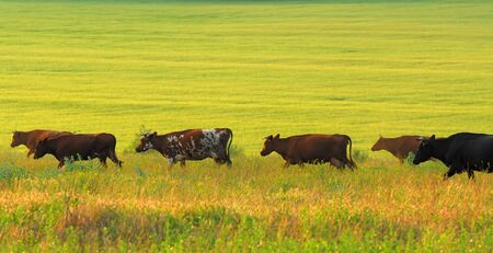 Herd of steppe cows of brown painting on  background of  green pasture in  sunny day