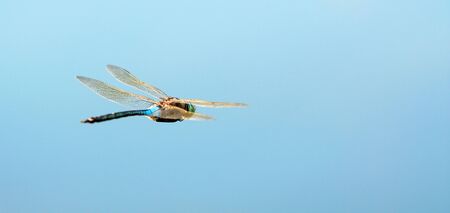 Blue dragonfly in flight above  surface of water in  sunny dayの写真素材