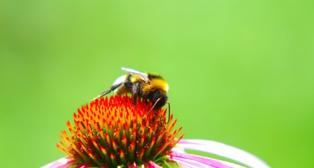 bumblebee collects nectar from  flower on  green background in sunny dayの写真素材