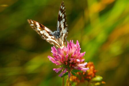 departing butterfly from  flower field in  sunny dayの写真素材